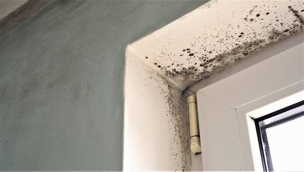 Mold Documentation for Insurance Claims in Chipley, FL