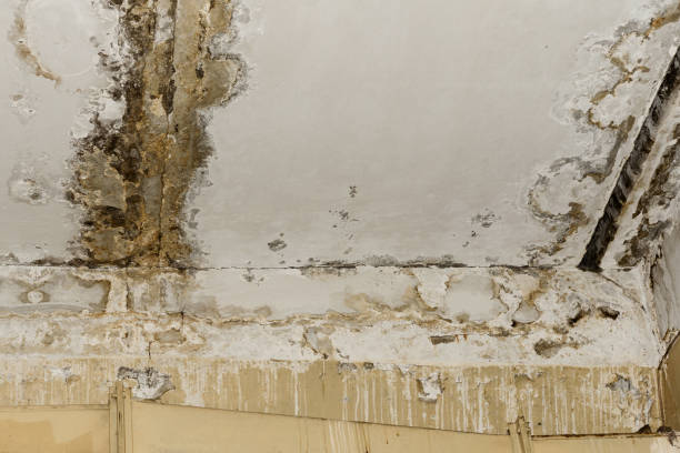 Best Indoor Air Quality Assessment  in Chipley, FL