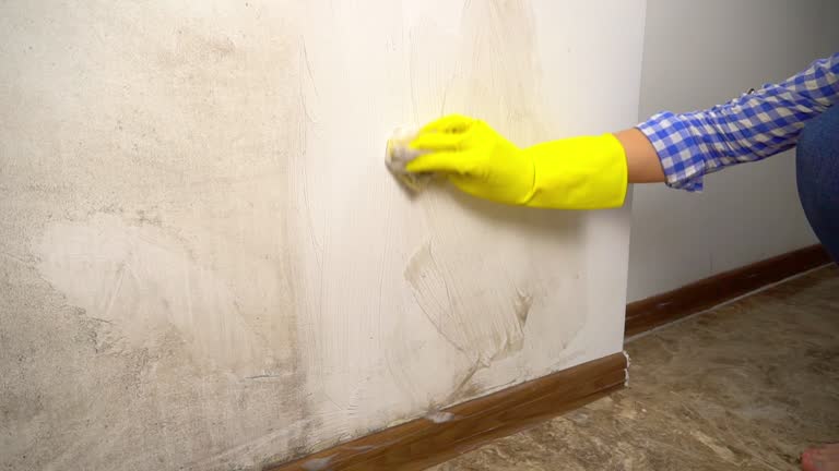 Best Biohazard Mold Removal  in Chipley, FL
