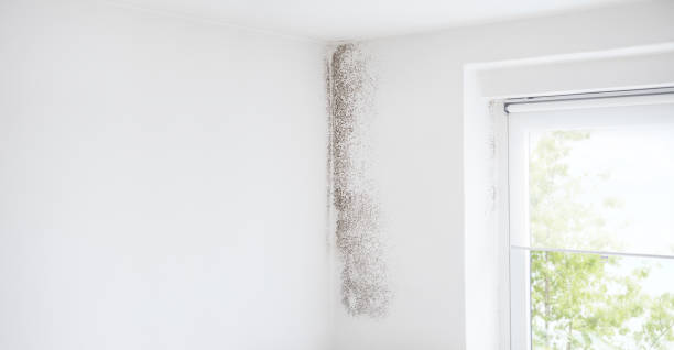 Best Mold Odor Removal Services  in Chipley, FL