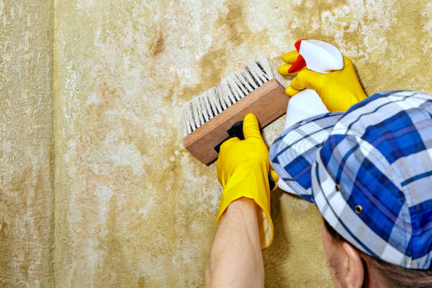 Best Asbestos and Lead Testing During Mold Inspection  in Chipley, FL