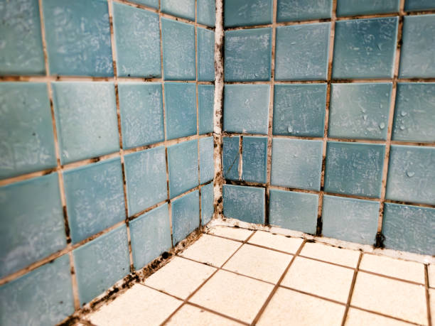 Reliable Chipley, FL Mold Removal Solutions