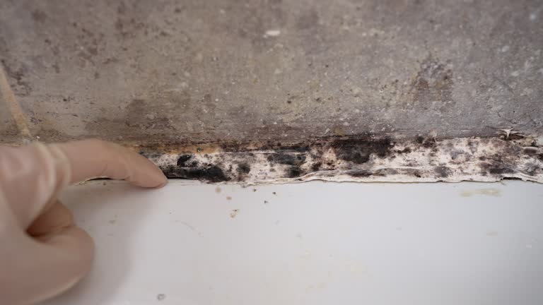 Best Comprehensive Air Testing for Mold Contaminants  in Chipley, FL